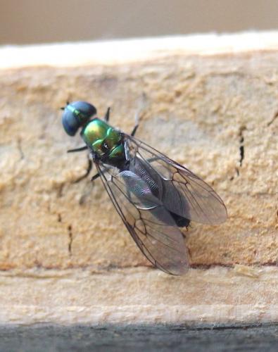 Sargus iridatus